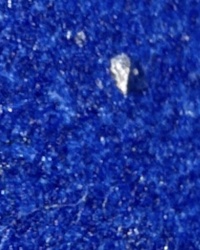 Bird Lice (Louse)