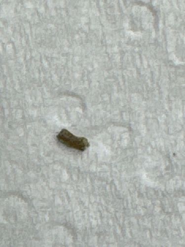 Case-bearing insect larva (potentially Caddisfly larva or Case-bearing Clothes Moth larva)