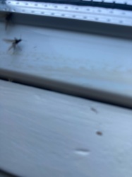 Mosquito