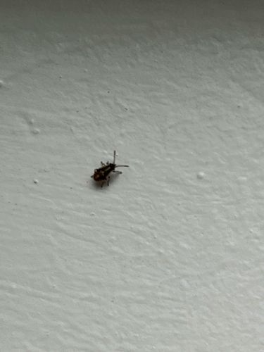 Carpet Beetle