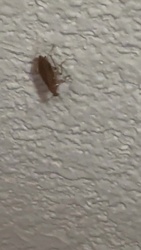 German Cockroach