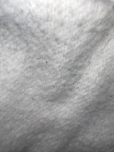 Carpet Beetle (larva)