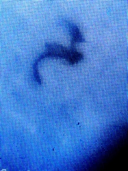 Moth Fly, Drain Fly, Filter Fly