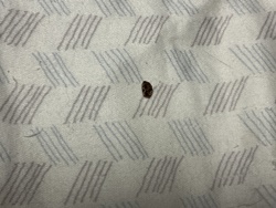Carpet Beetle (appears to be a Varied Carpet Beetle or a similar species)