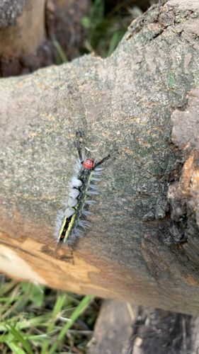 Tussock Moth Caterpillar (likely White-marked Tussock Moth caterpillar, Orgyia leucostigma)