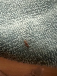 Larder Beetle (larva)