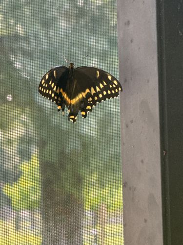Eastern Black Swallowtail