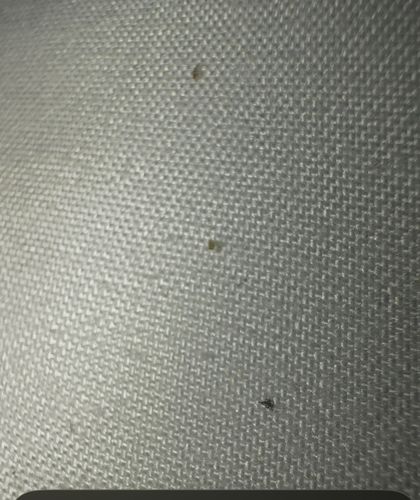 Bed Bug