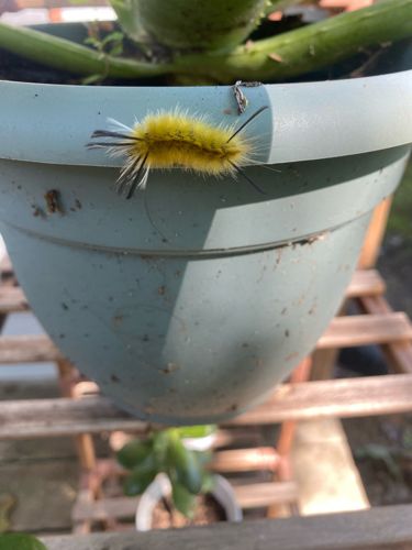 American Dagger Moth Caterpillar