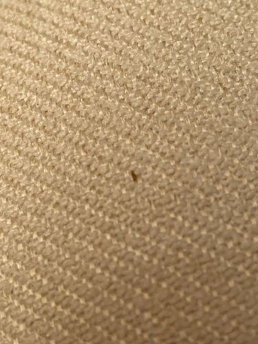 Carpet Beetle (Larva)