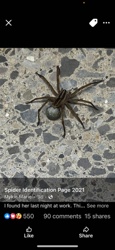 Wolf Spider
