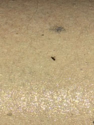 Fungus Gnat (likely)