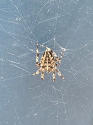 Cross Orbweaver, European Garden Spider
