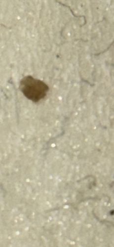 Dust mite