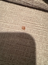 Carpet Beetle (larva)