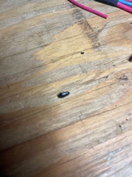 Carpet Beetle