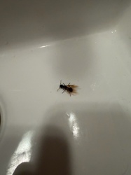 Carpenter Ant Alate