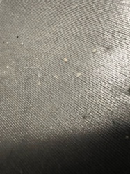 Case-bearing Clothes Moth (larva)