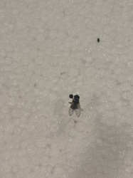 House fly
