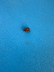 Carpet Beetle