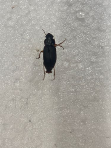 Ground Beetle