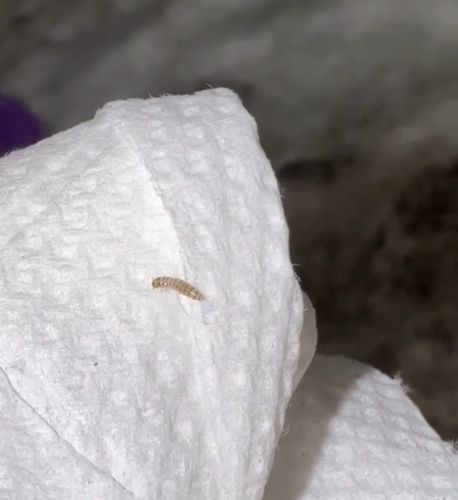 Carpet beetle larva