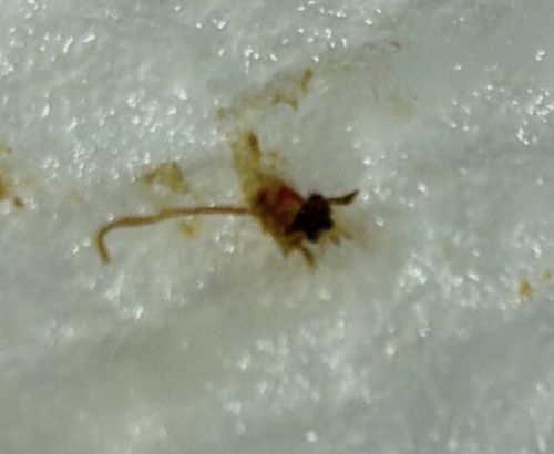 Clover Mite