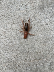 Jerusalem Cricket (also known as Potato Bug, Child of the Earth, Nina de la Tierra, Stone Cricket, Cara de Niño)