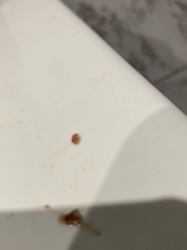 Bloodworm (Midge Larva)