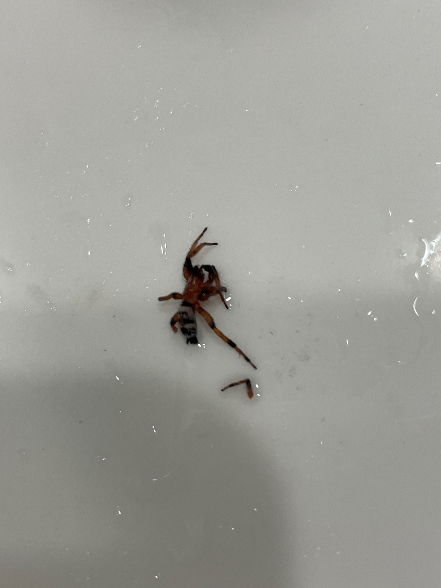 Woodlouse Hunter Spider