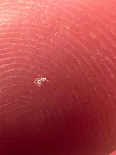 Ghost ant