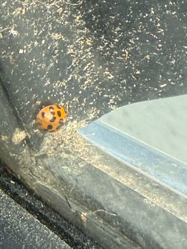 Ladybug (or Ladybird beetle)