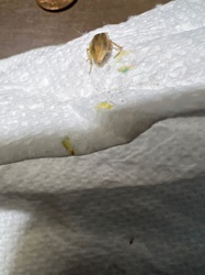 Leafhopper (likely a type of planthopper or small leafhopper)