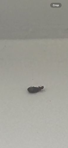 Case-bearing Clothes Moth (Larva)