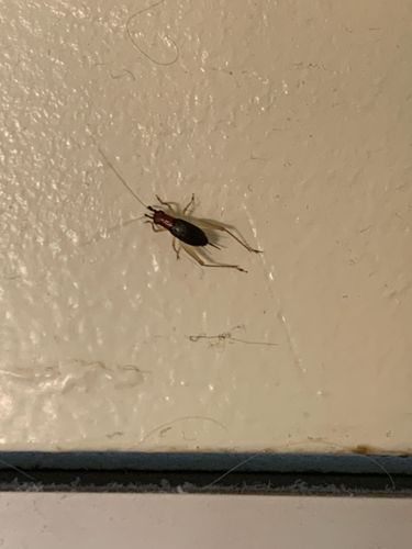 Red-headed Bush Cricket