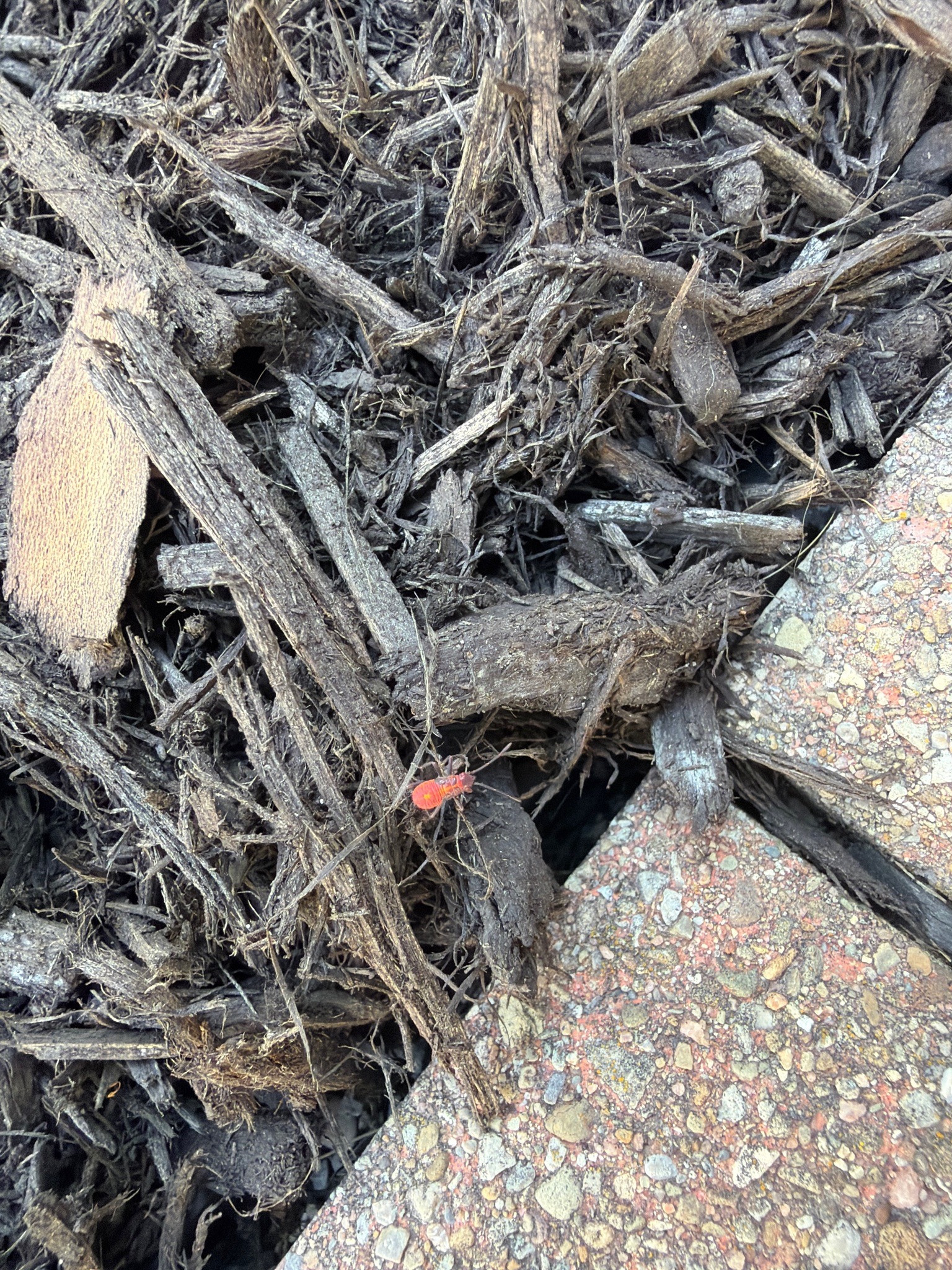 Boxelder Bug nymph
