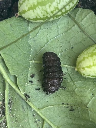 Likely a Cutworm or other large beetle larva