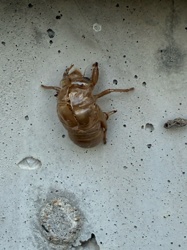 Cicada Exuvia (Shed Exoskeleton)