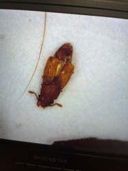 Sawtoothed Grain Beetle