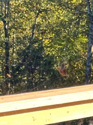 Spider (unidentifiable to species)