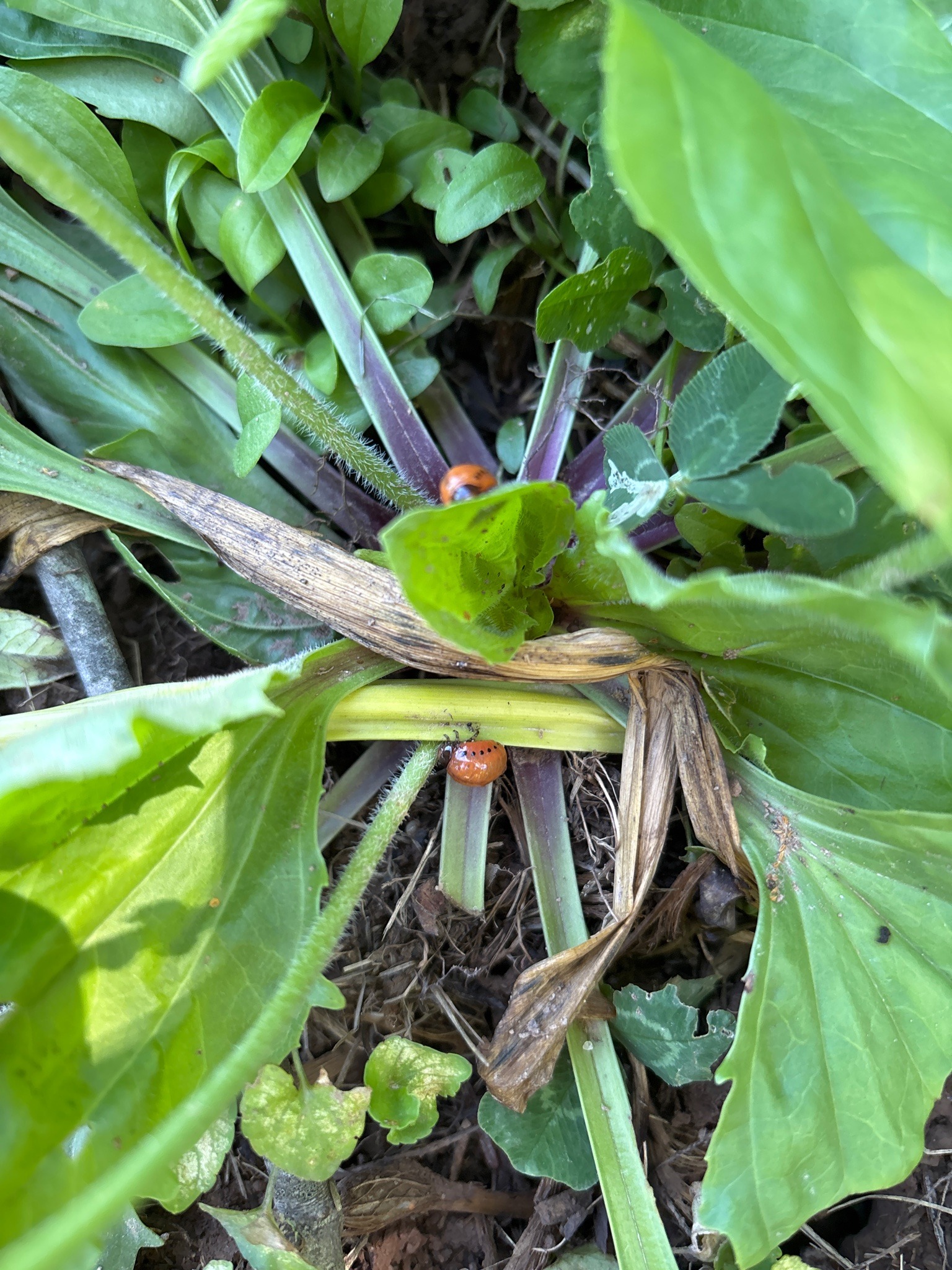 Colorado Potato Beetle (Larva)