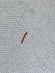 Wireworm (Click Beetle Larva)