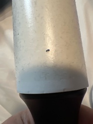 Fungus Gnat (likely)