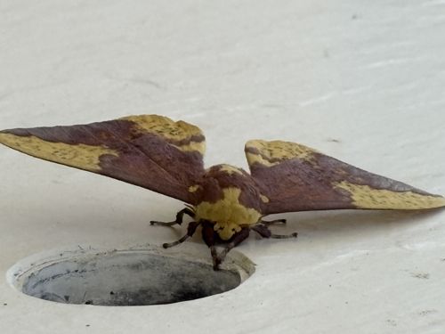 Imperial Moth