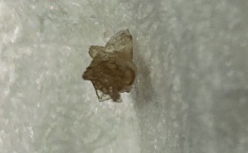 Debris-Carrying Lacewing Larva (often called "Trash Bug" or "Junk Bug")