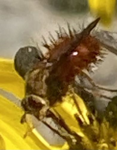 American Lady Caterpillar or Painted Lady Caterpillar