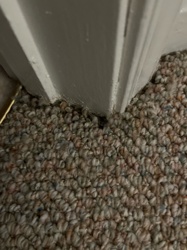 Spider Mite (likely Tetranychus urticae)