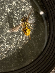 Yellowjacket (possibly German Yellowjacket, Vespula germanica, or Eastern Yellowjacket, Vespula maculifrons)