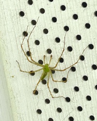 Green Lynx Spider