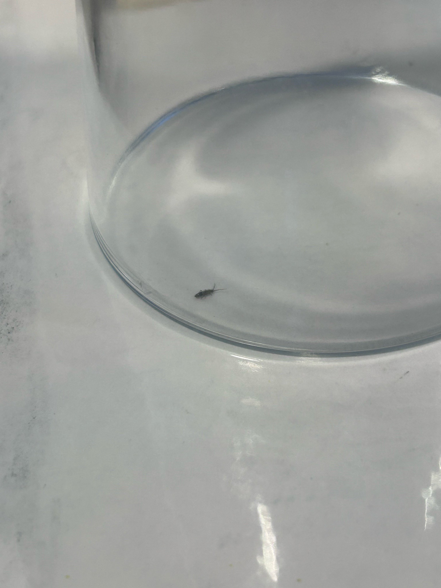 Silverfish